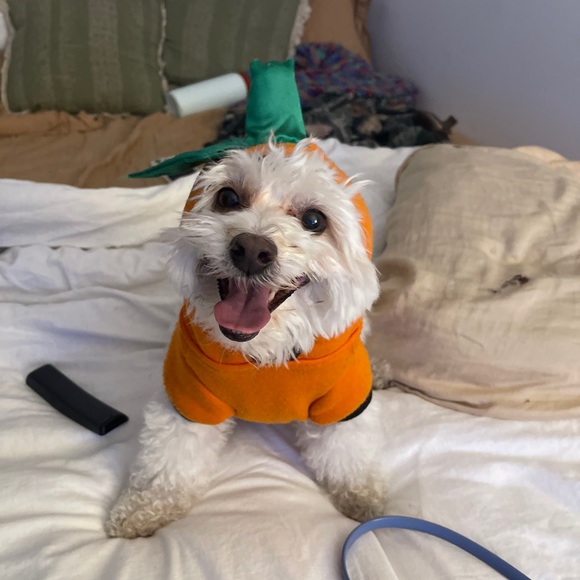 Meet your Posher, Emily - Picture 2 of 5